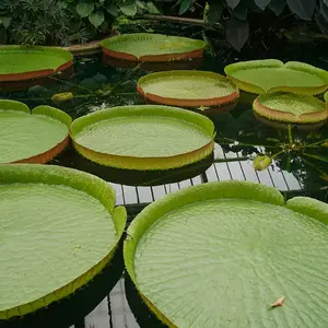 Bassin de jardin V2 G Paysages Bourgogne 0