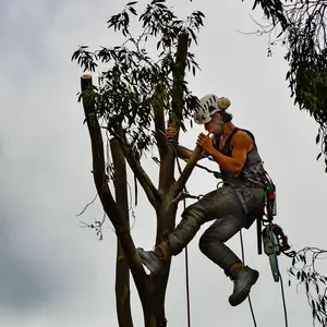 Entreprise Coupe Arbre Bourgogne 0