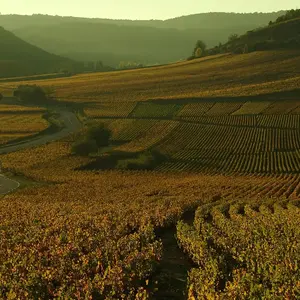 Essence vegetale Bourgogne 0