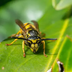 Frelon asiatique jardin Cote d or Bourgogne 0