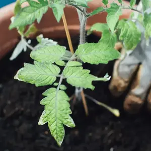 Jardinier Paysagiste Malemort V2 G 0