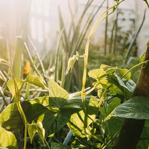 Permaculture Bourgogne 0