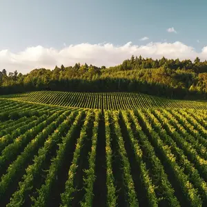 Revegetalisation de vignobles 0