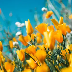 Tendance Jardin 2026 V2 G Paysages 0