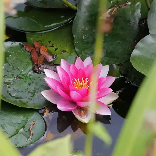 Bassin Jardin Beaune V2 G 3