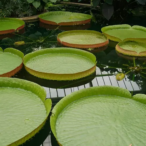 Bassin Jardin Dijon V2 G 0