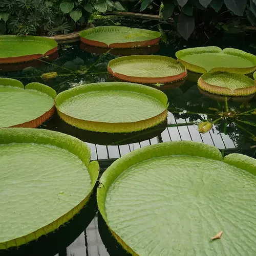 Bassin de jardin V2 G Paysages Bourgogne 0