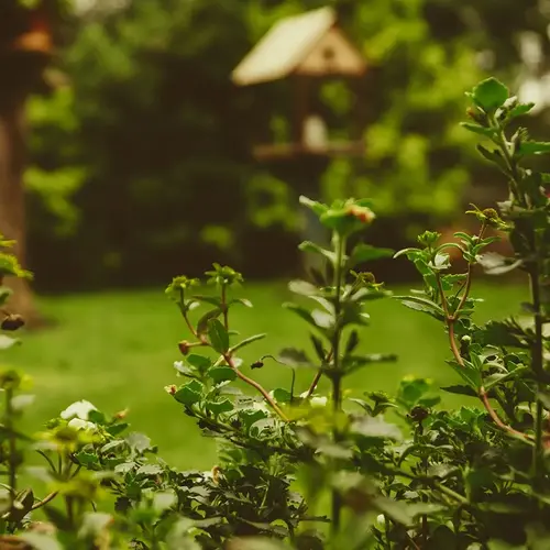 Comment amenager un jardin de 100m² 0