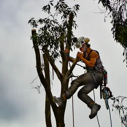 Entreprise Coupe Arbre Bourgogne 0