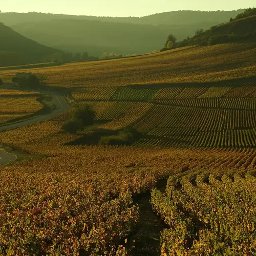 Essence vegetale Bourgogne 0