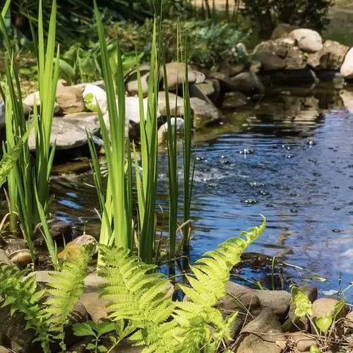 Petit bassin de jardin 0