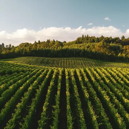 Revegetalisation de vignobles 0