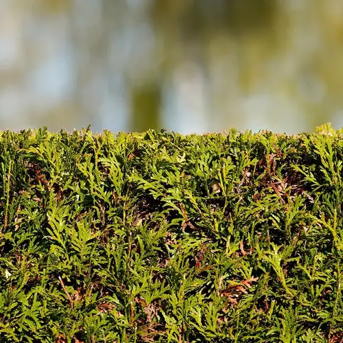 Taille de haie Beaune 0