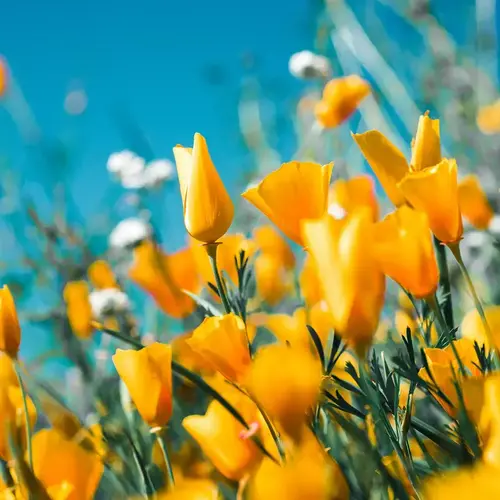 Tendance Jardin 2026 V2 G Paysages 0